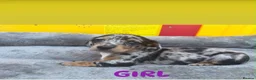 Jackshund dogs for sale: Miniature dachshund x jack Russell puppies  - Advert 1