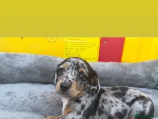 Jackshund dogs Miniature dachshund x jack Russell puppies - Advert 2