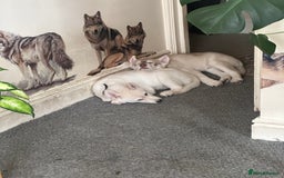 Siberian Husky dogs for sale: Husky Puppies  - Image 7