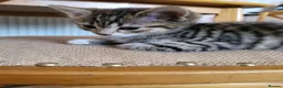 Mixed Breed cats for sale: Lovely male tabby cat - Advert 4