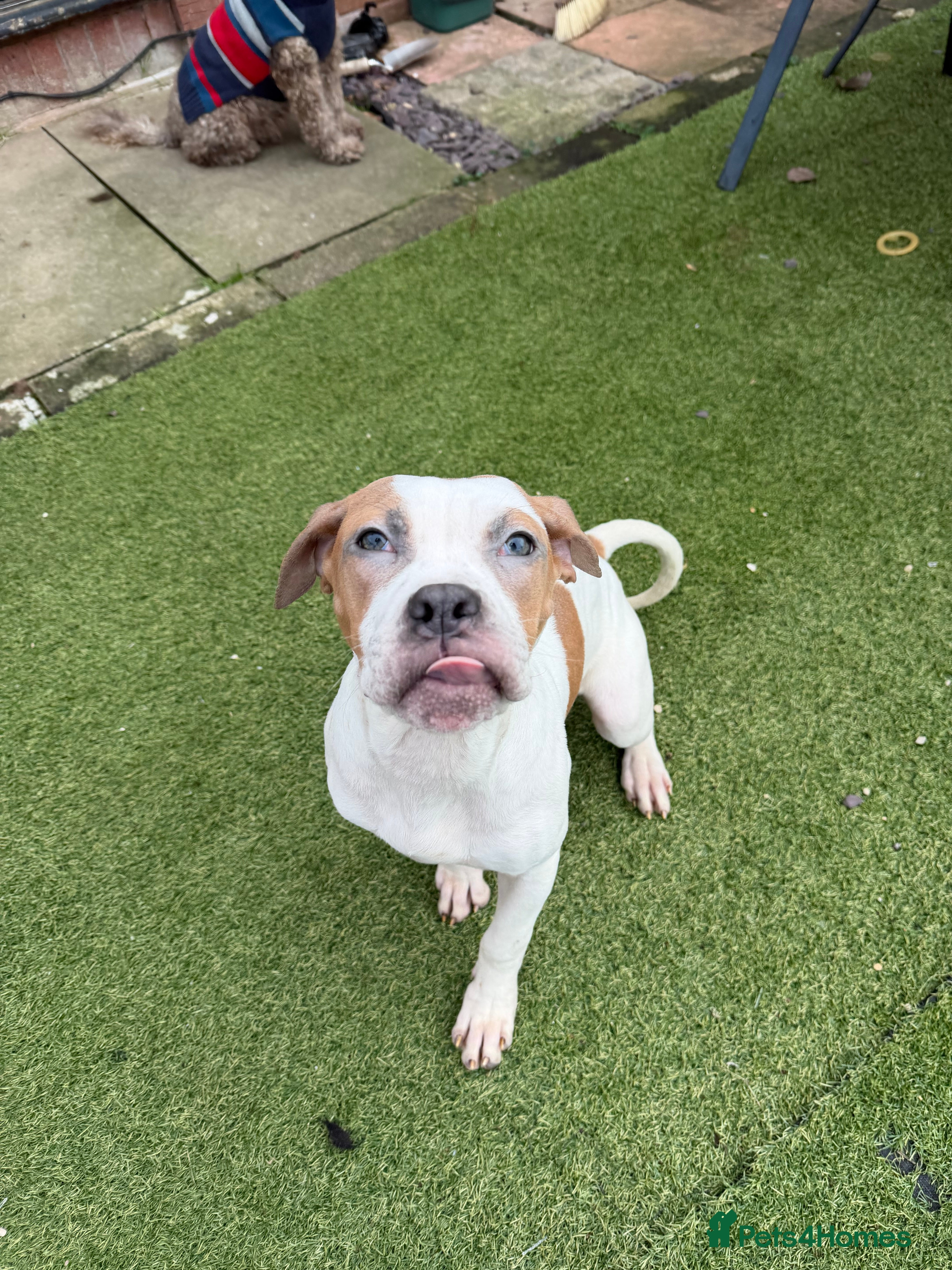 Mixed Breed dogs Mixed bulldog breed 6months old  - Advert 1