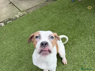 Mixed Breed dogs Mixed bulldog breed 6months old - Advert 1