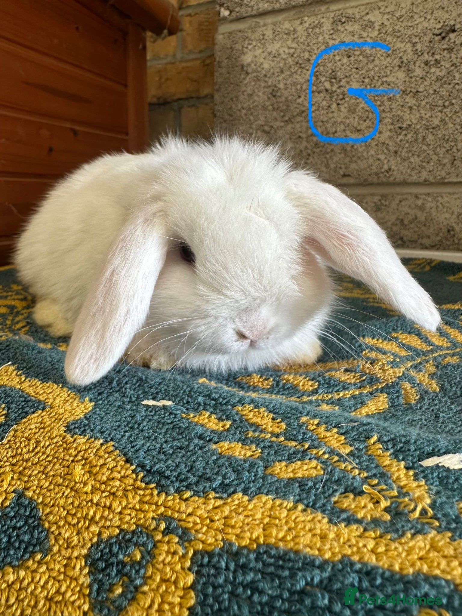 Mini Lop rabbits Mini Lop rabbits For Sale  - Advert 2