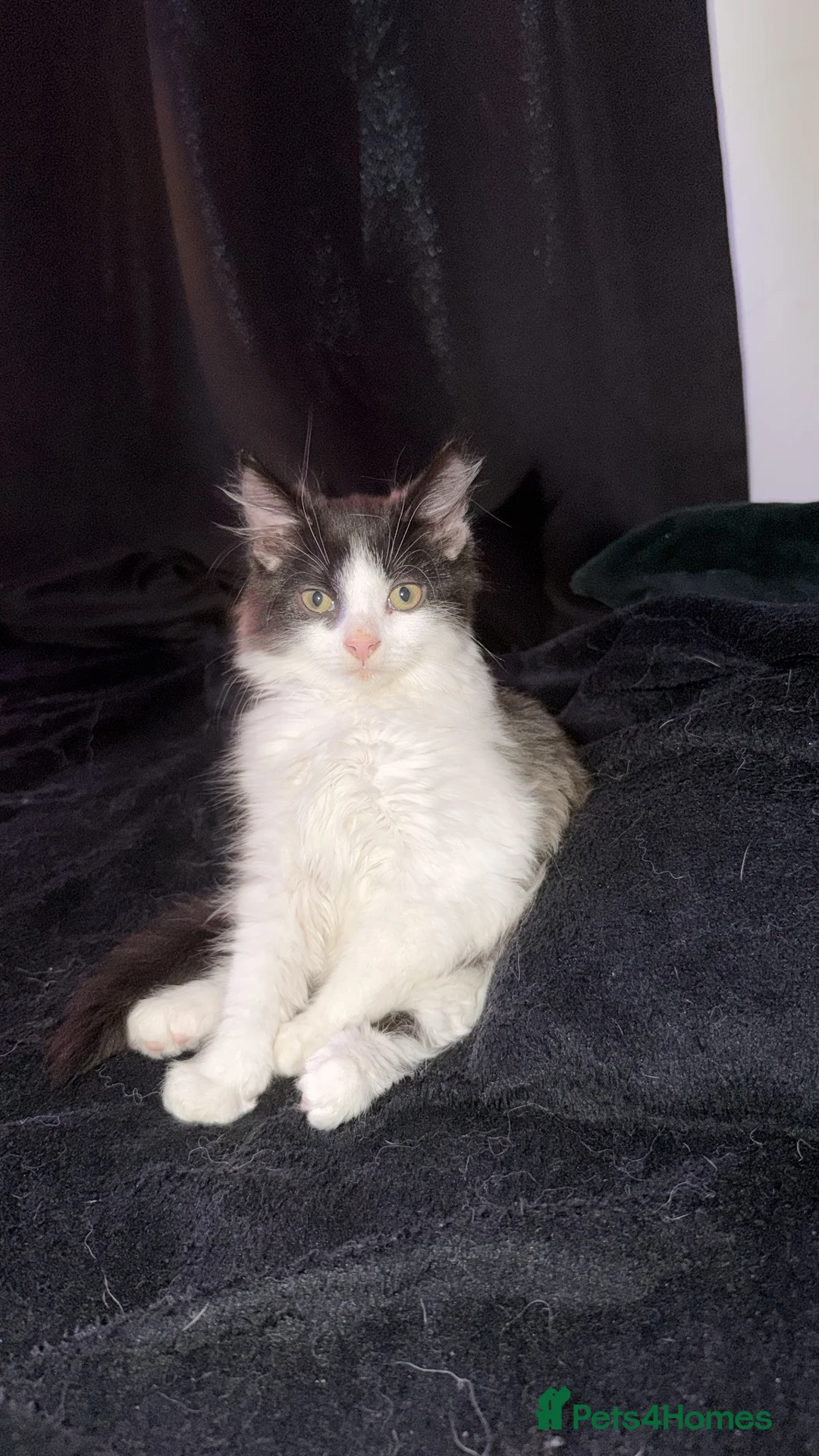 British Longhair cats for sale: long haired male kitten  in Worcester - Advert 2