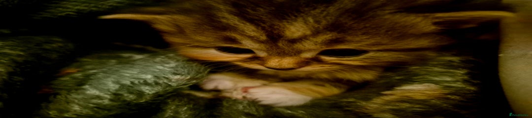Mixed Breed Kitten 1