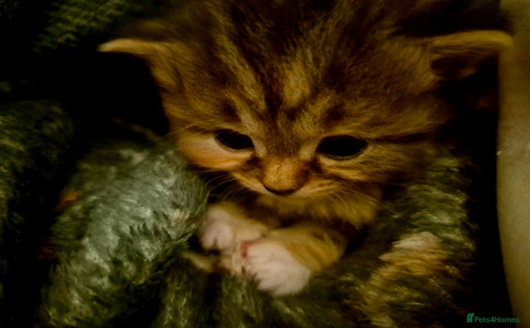 Mixed Breed cats - Advert 15