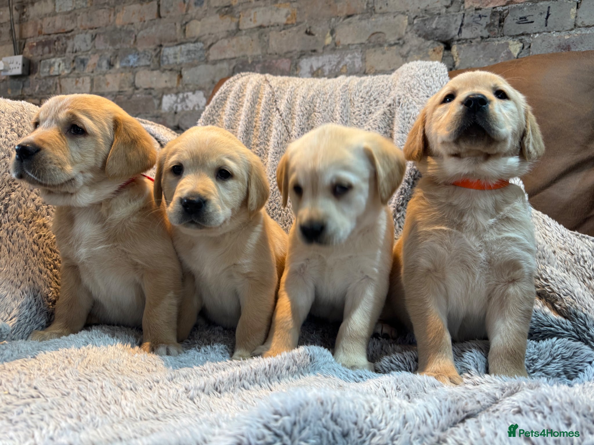 Goldador dogs Goldador pups ready to go  - Advert 2