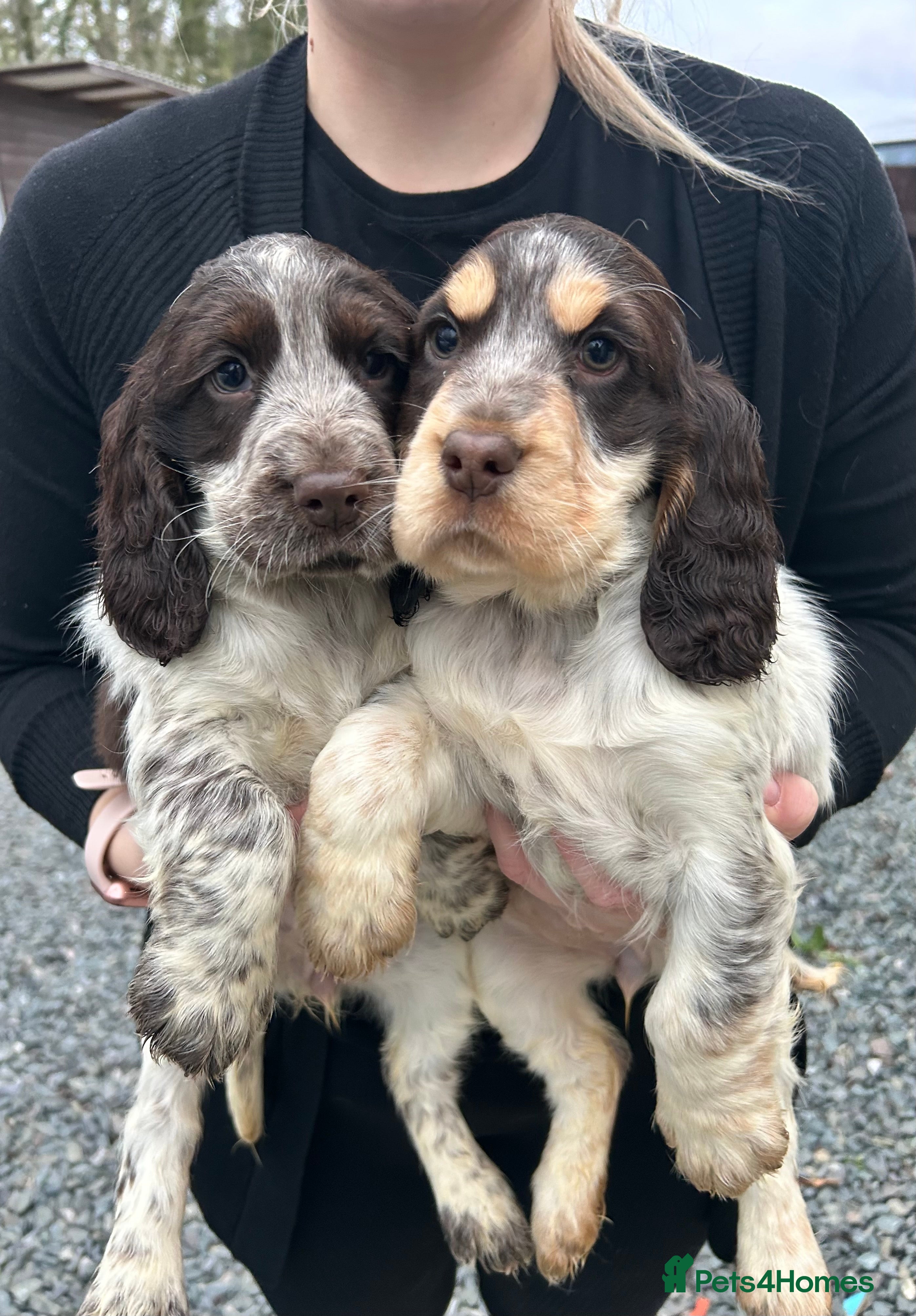 Cocker Spaniel dogs Cocker spaniel puppys for sale! - Advert 5