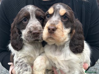 Cocker Spaniel dogs Cocker spaniel puppys for sale! - Advert 5