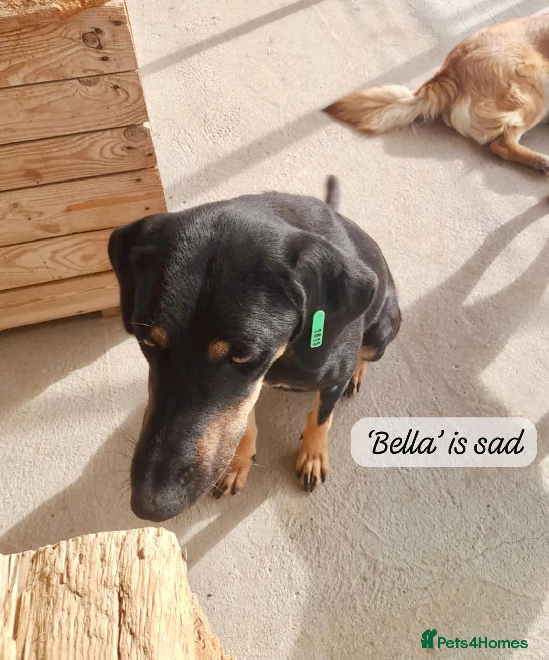 Mixed Breed dogs for adoption: Bella, 2 yrs old. Available for adoption. - Advert 2