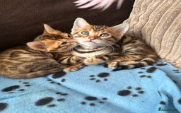 Bengal cats for sale: TICA Bengal kittens for sale . 🐱 - Image 13