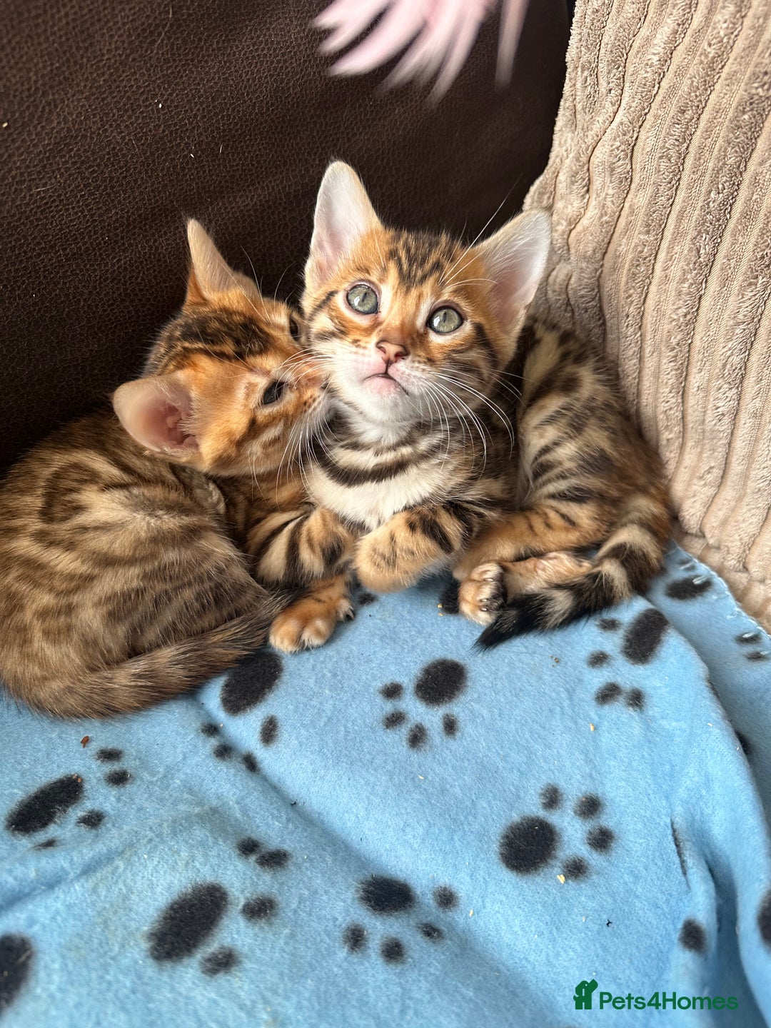 Bengal cats for sale: TICA Bengal kittens for sale . 🐱 - Image 13