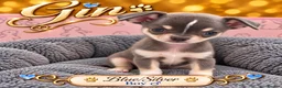 Chihuahua dogs for sale: 🐾3 Beautiful Chihuahua Puppies Raised with Care  in St Albans - Advert 4