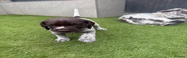 German Shorthaired Pointer 4