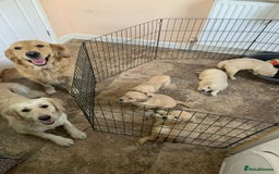 Golden Retriever dogs for sale: 💛Sweet Golden Retriever Girl remaining!💛 - Image 4