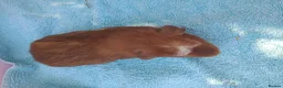 Guinea Pig rodents for sale: Baby guinea pigs - Advert 8