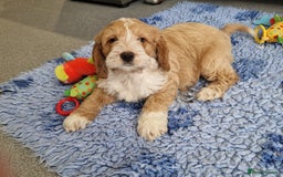 Cockapoo dogs for sale: LAST F1 GOLDEN H/TESTED COCKAPOO BOY READY NOW - Advert 5