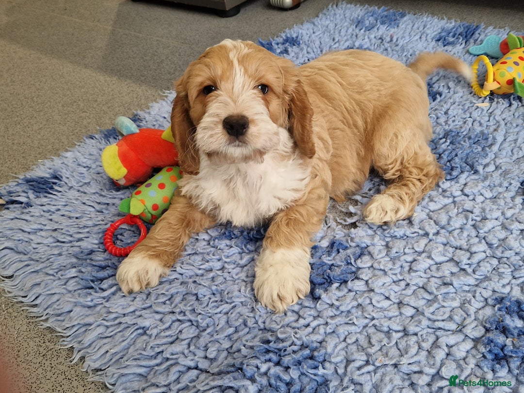 Cockapoo dogs for sale: LAST F1 GOLDEN H/TESTED COCKAPOO BOY READY NOW - Advert 5