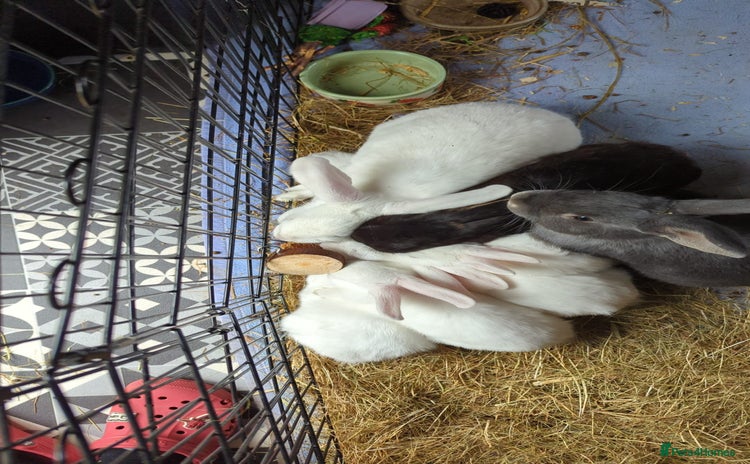 Mini Lop rabbits - Advert 12