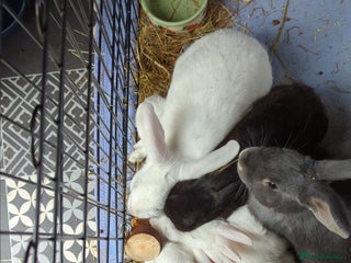 Mini Lop rabbits 9 Mixed Mini Lop Bunnies for sale - Advert 5