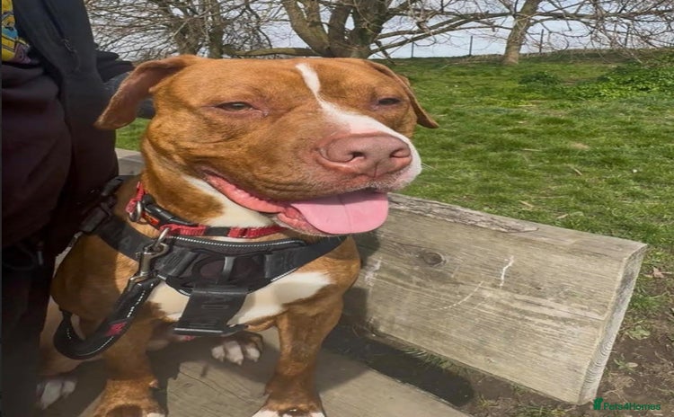 Staffordshire Bull Terrier dogs - Advert 2