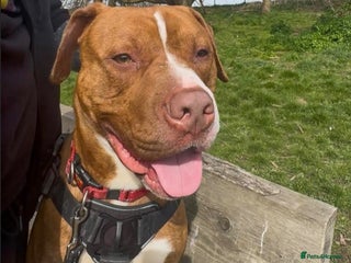 Staffordshire Bull Terrier dogs - Advert 1