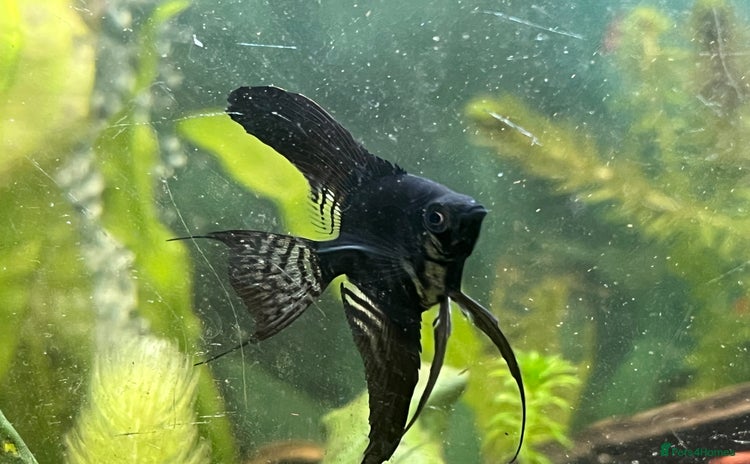 Angelfish fish - Advert 5