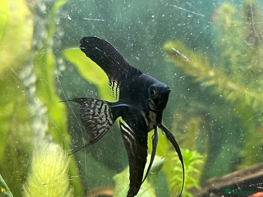 Angelfish fish for sale: Black long & shortfin ghost pinoys angelfish - Image 1