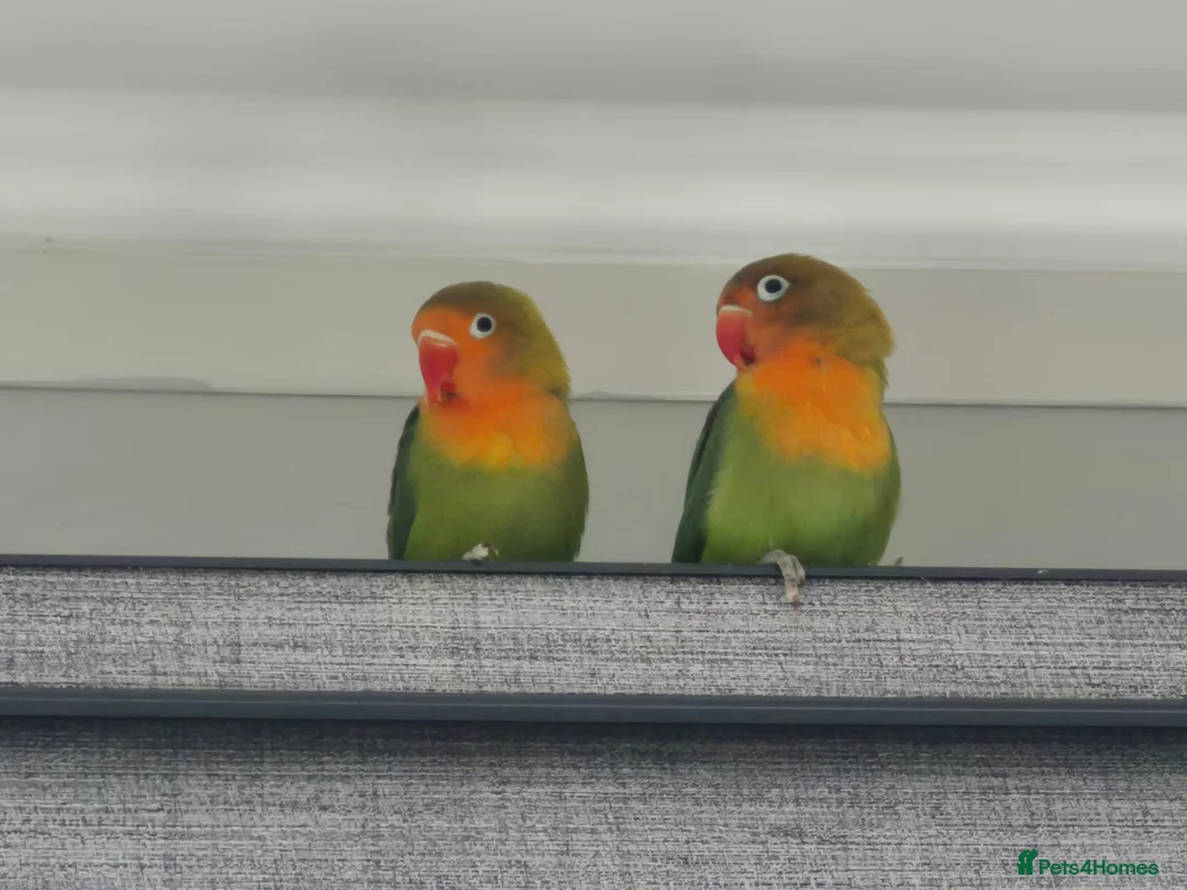 Lovebirds birds for sale: Baby Lovebirds - Advert 1