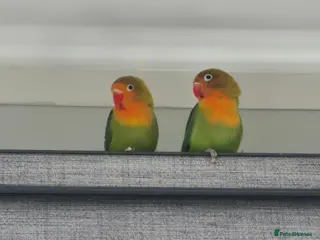 Lovebirds birds Baby Lovebirds - Advert 7