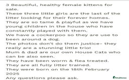 British Shorthair cats for sale: 3 Little Girl Kittens still Looking for new homes! - Image 2