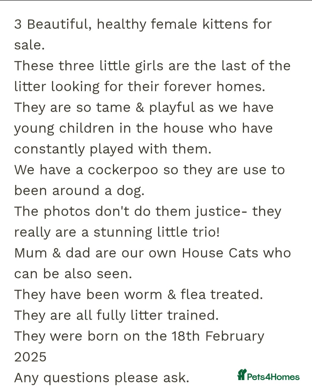 British Shorthair cats for sale: 3 Little Girl Kittens still Looking for new homes! - Image 2