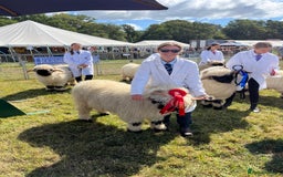 Sheep livestock for sale: 2 Valais Blacknose rams for sale - Image 3