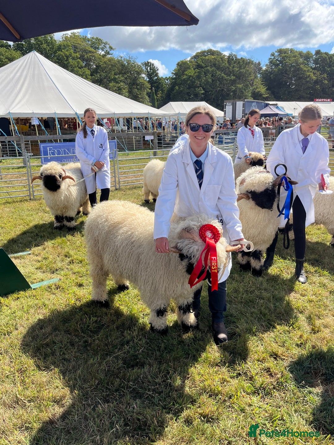Sheep livestock for sale: 2 Valais Blacknose rams for sale - Image 3