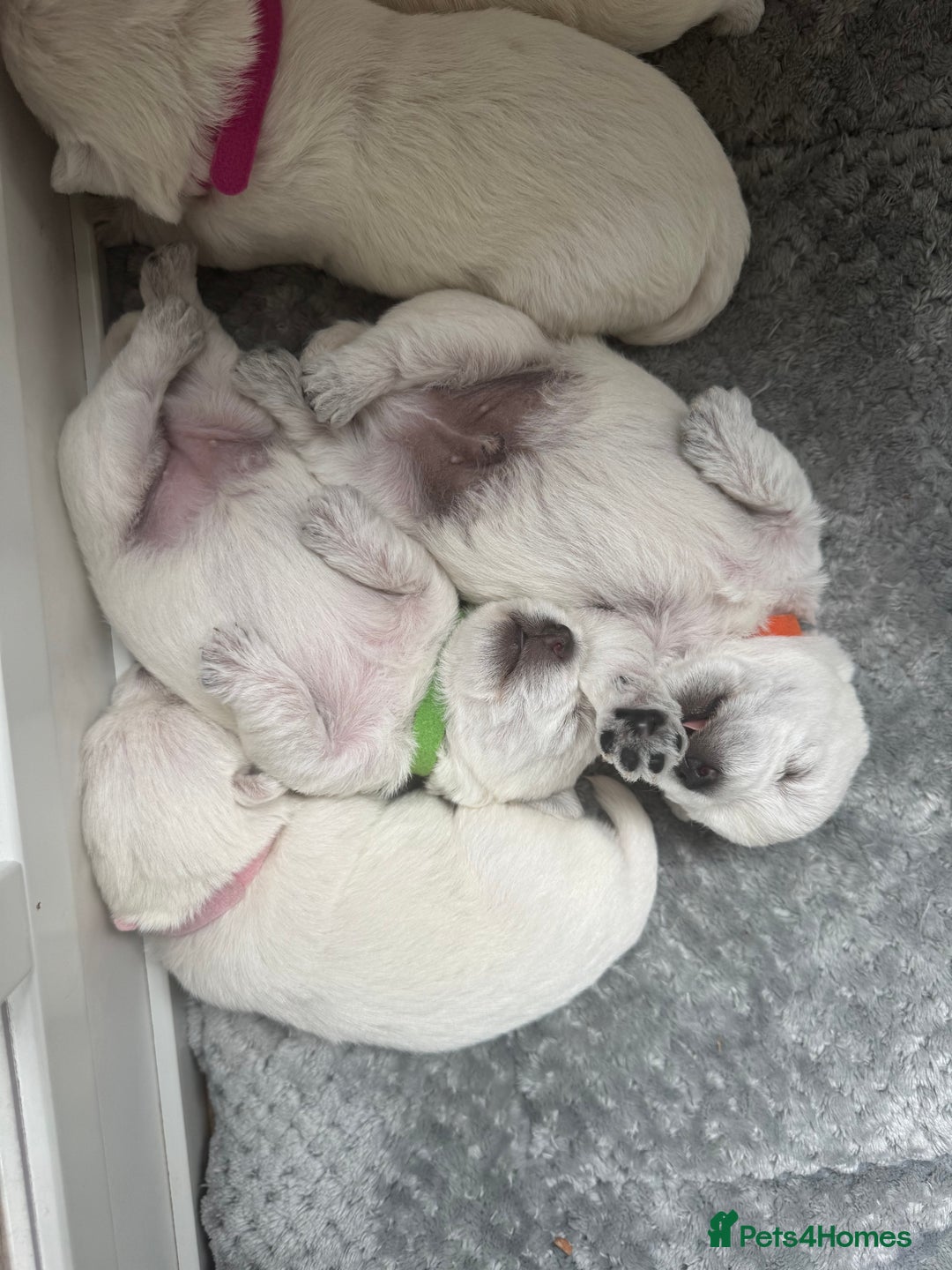 West Highland Terrier dogs for sale: Beautiful litter of west highland terriers  - Image 8