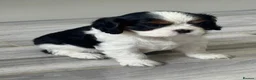 Cavalier King Charles Spaniel dogs for sale: Cavalier King Charles Spaniel Puppies - Advert 15