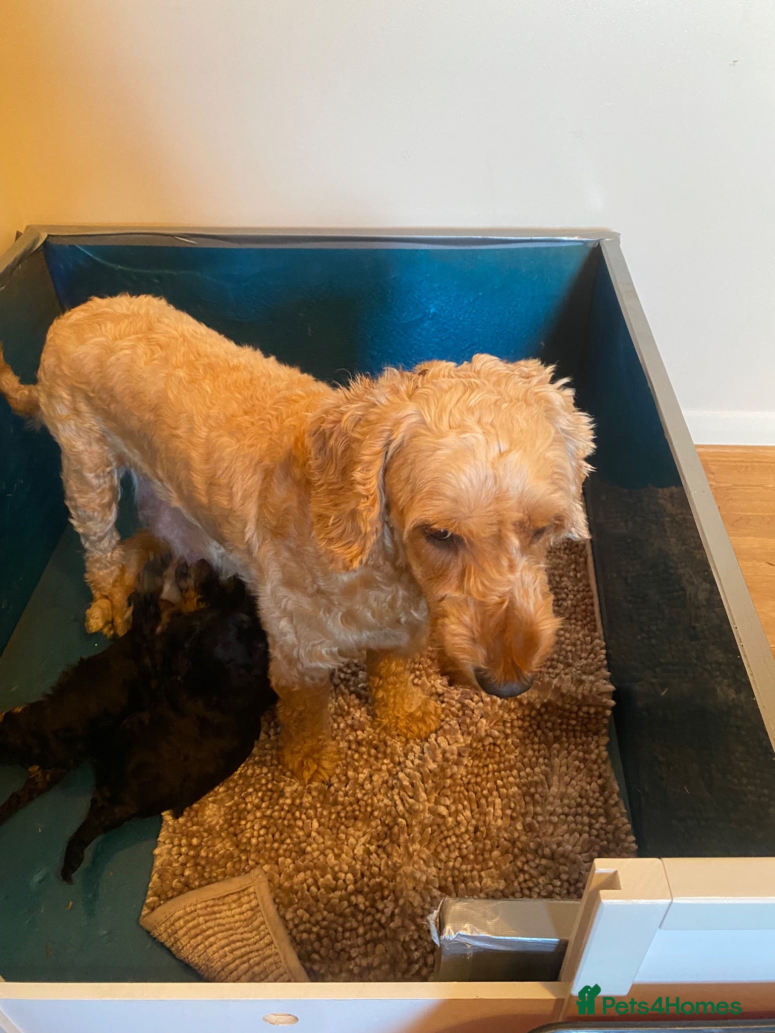 Cockapoo dogs F1b cockapoo 5 female 1 male - Advert 1