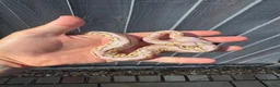 Python Snake reptiles for sale: Royal Python babies for sale…Various morphs. - Advert 3