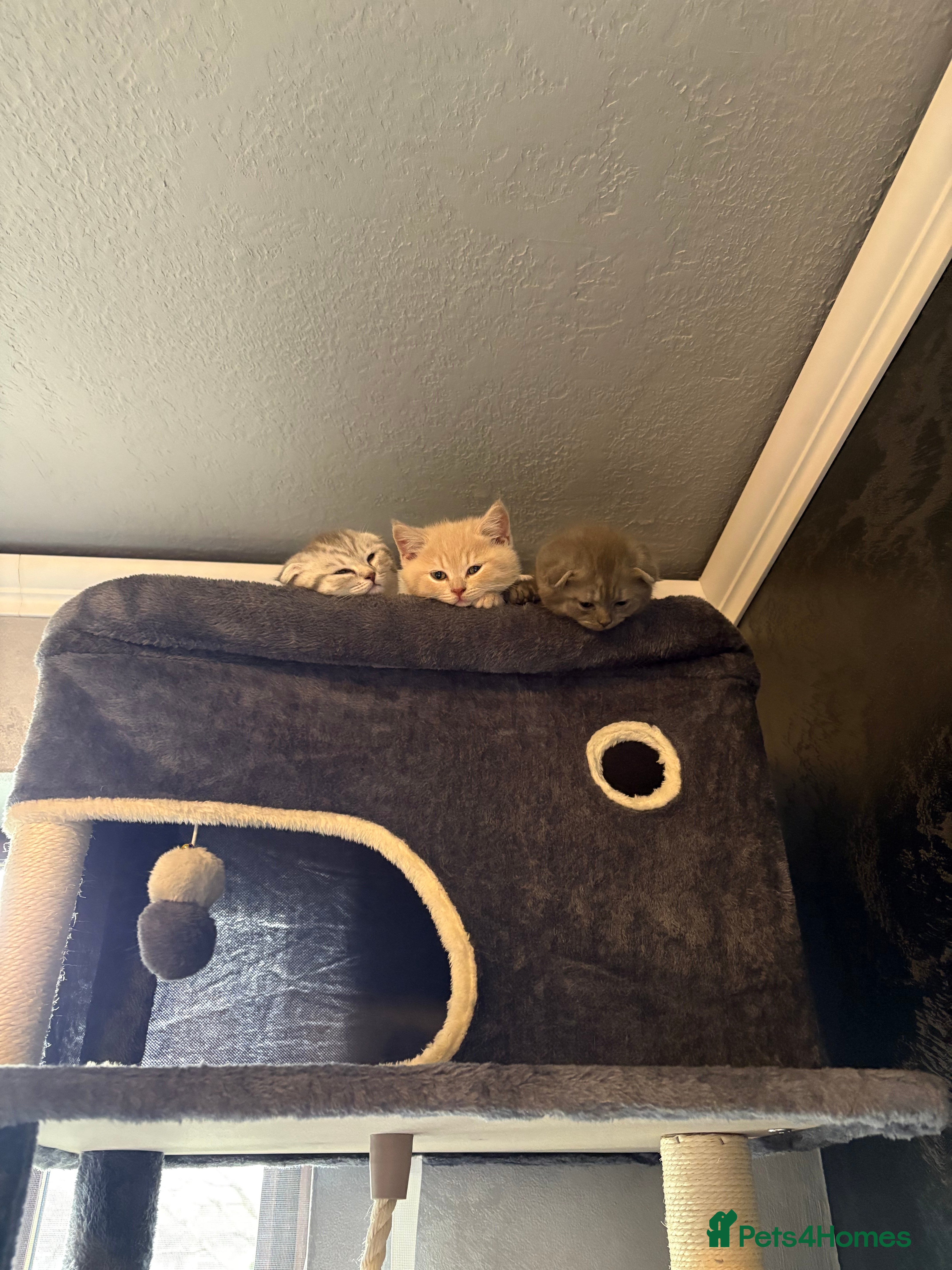 Scottish Fold cats LAST 1 GIRLS Scottish Folder&Straight kittens  - Advert 15