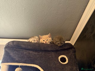 Scottish Fold cats LAST 1 GIRLS Scottish Folder&Straight kittens - Advert 15