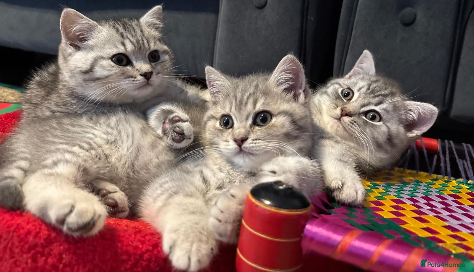 British Shorthair cats *Ready to leave 2 weeks* GCCF BSH silver tipped  - Advert 2