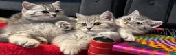 British Shorthair cats for sale: *Ready to leave 2 weeks* GCCF BSH silver tipped  - Advert 3