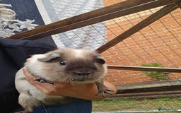 Guinea Pig rodents for sale: 2 boys for rehoming - Image 2