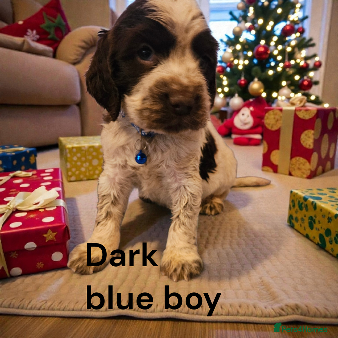 Cocker Spaniel dogs for sale: 6 cocker spaniels  - Advert 1