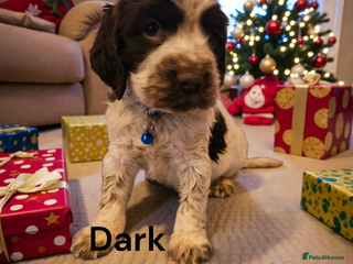 Cocker Spaniel dogs 6 cocker spaniels - Advert 1