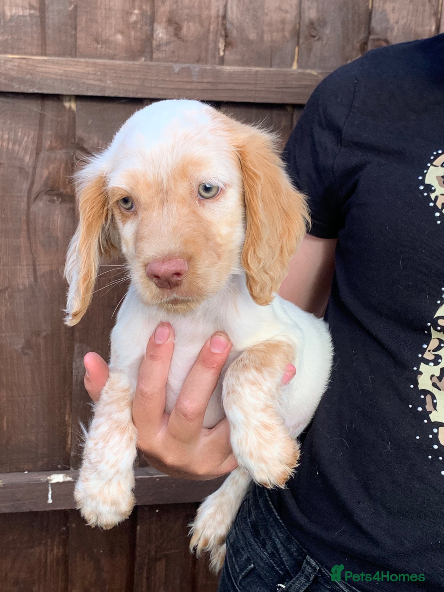 Cocker Spaniel dogs Cocker spaniel Puppies  - Advert 1