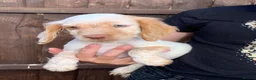 Cocker Spaniel dogs for sale: Cocker spaniel Puppies  in Cambridge - Advert 1