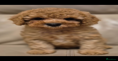 Cavapoochon dogs - Advert 5