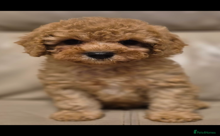 Cavapoochon dogs - Advert 1