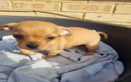 Mixed Breed dogs for sale: Jack russell x chihuahua  - Image 4